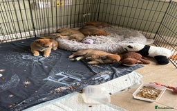 Japanese Shiba Inu dogs for sale: KC Registered Japanese Shiba-Inus  - Image 26