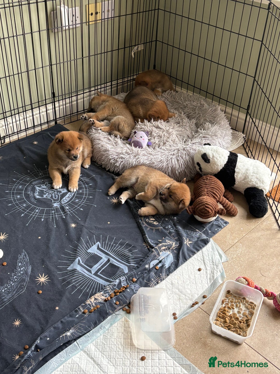 Japanese Shiba Inu dogs for sale: KC Registered Japanese Shiba-Inus  - Image 26