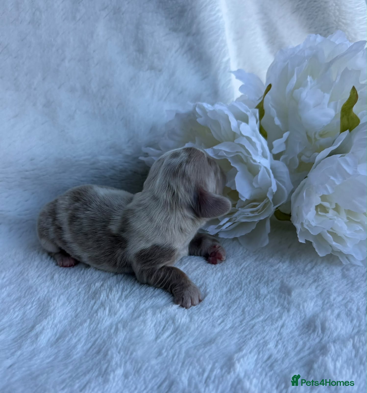 Miniature Dachshund dogs for sale: MINIATURE DACHSHUND PUPPIES🥹🐶🥰 - Advert 21