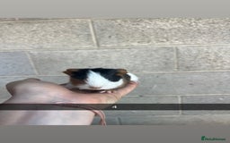 Guinea Pig rodents for sale: Lovely guinea pigs looking for their new homes!  - Image 10