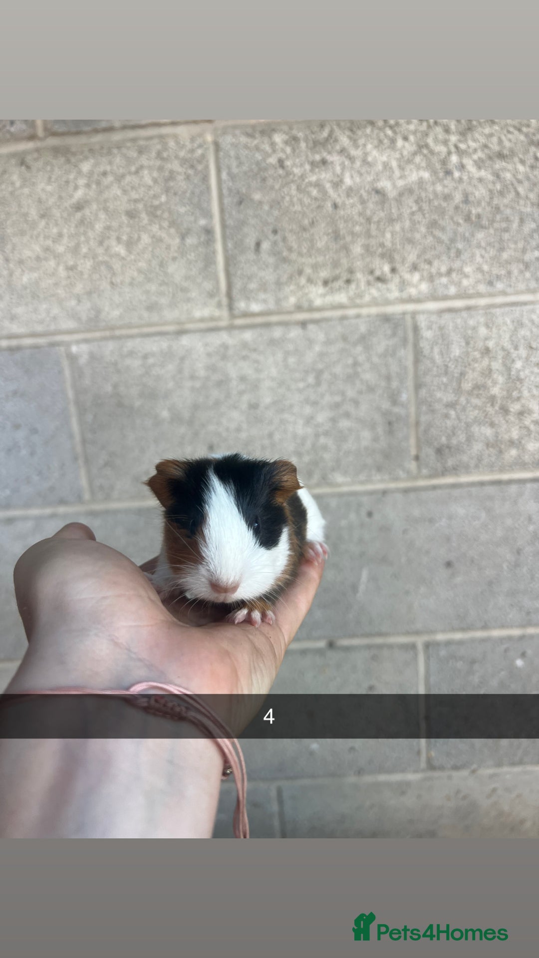 Guinea Pig rodents for sale: Lovely guinea pigs looking for their new homes!  - Image 10