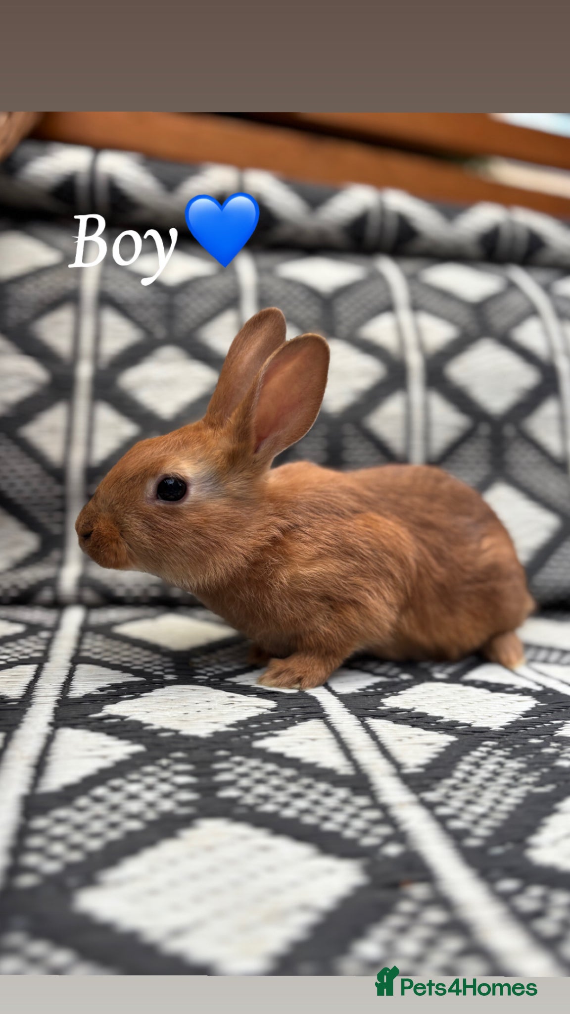 Mixed Breed rabbits Belgian hare x 3/4 Belgian hare (gorgeous babies)  - Advert 1