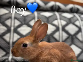Mixed Breed rabbits Belgian hare x 3/4 Belgian hare (gorgeous babies) - Advert 11