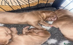 Mixed Breed dogs for sale: Weimaraner Mix Puppies - Image 5