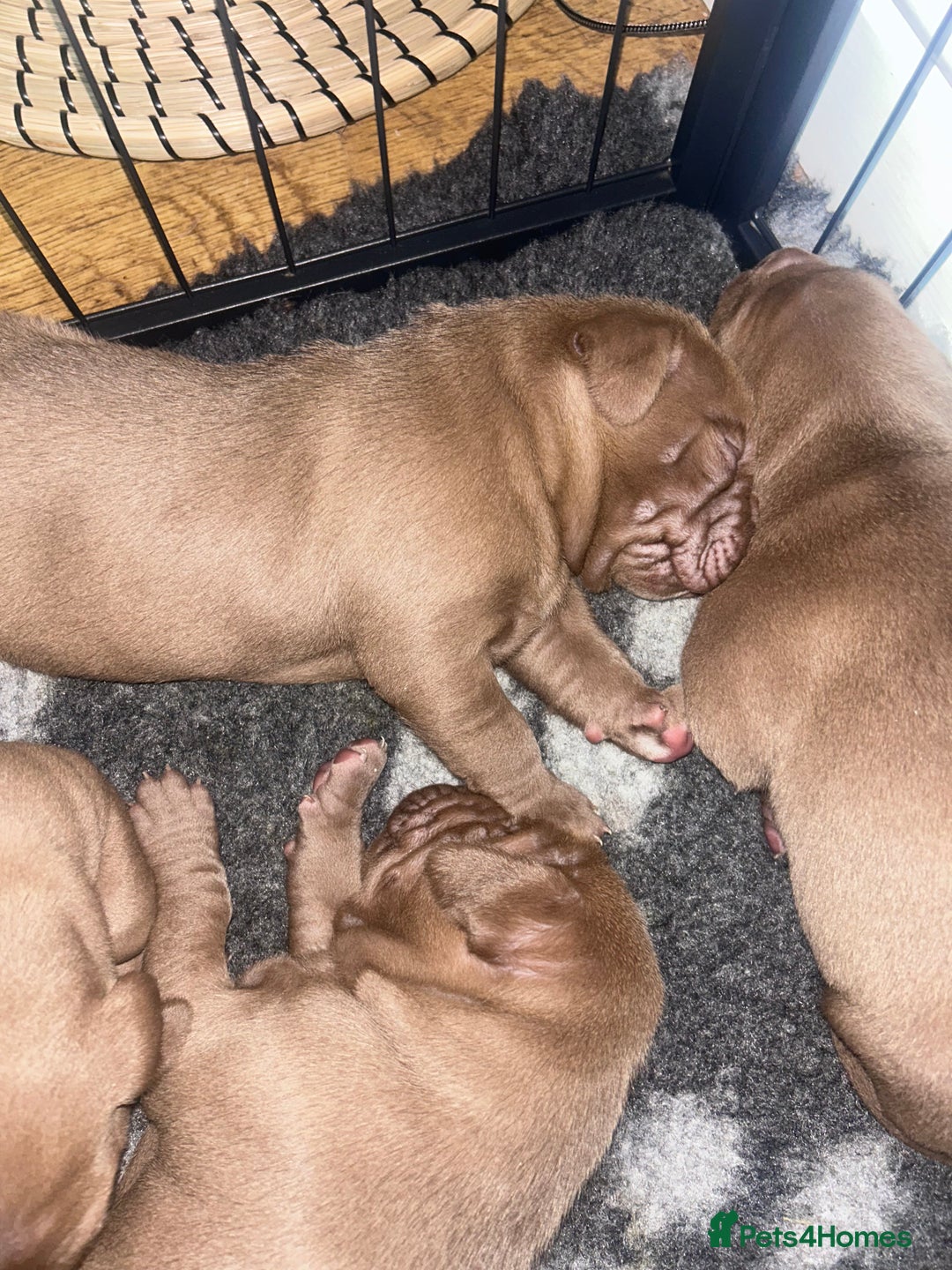 Mixed Breed dogs for sale: Weimaraner Mix Puppies - Image 5