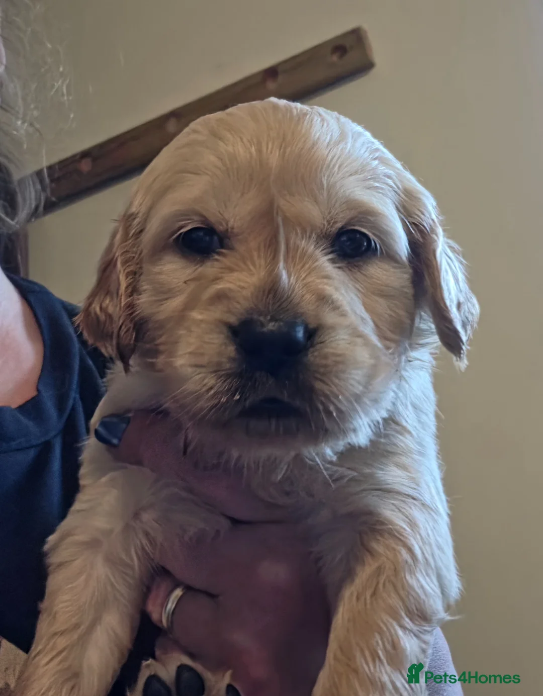 Golden Retriever dogs for sale: Selective litter from health tested parents - Advert 2