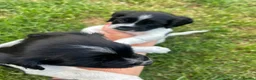 Sprocker dogs for sale: Family / Working Sproker Spaniels  - Advert 5