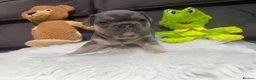 French Bulldog dogs for sale: 🐾 Outstanding litter of 6 🐾 - Advert 34