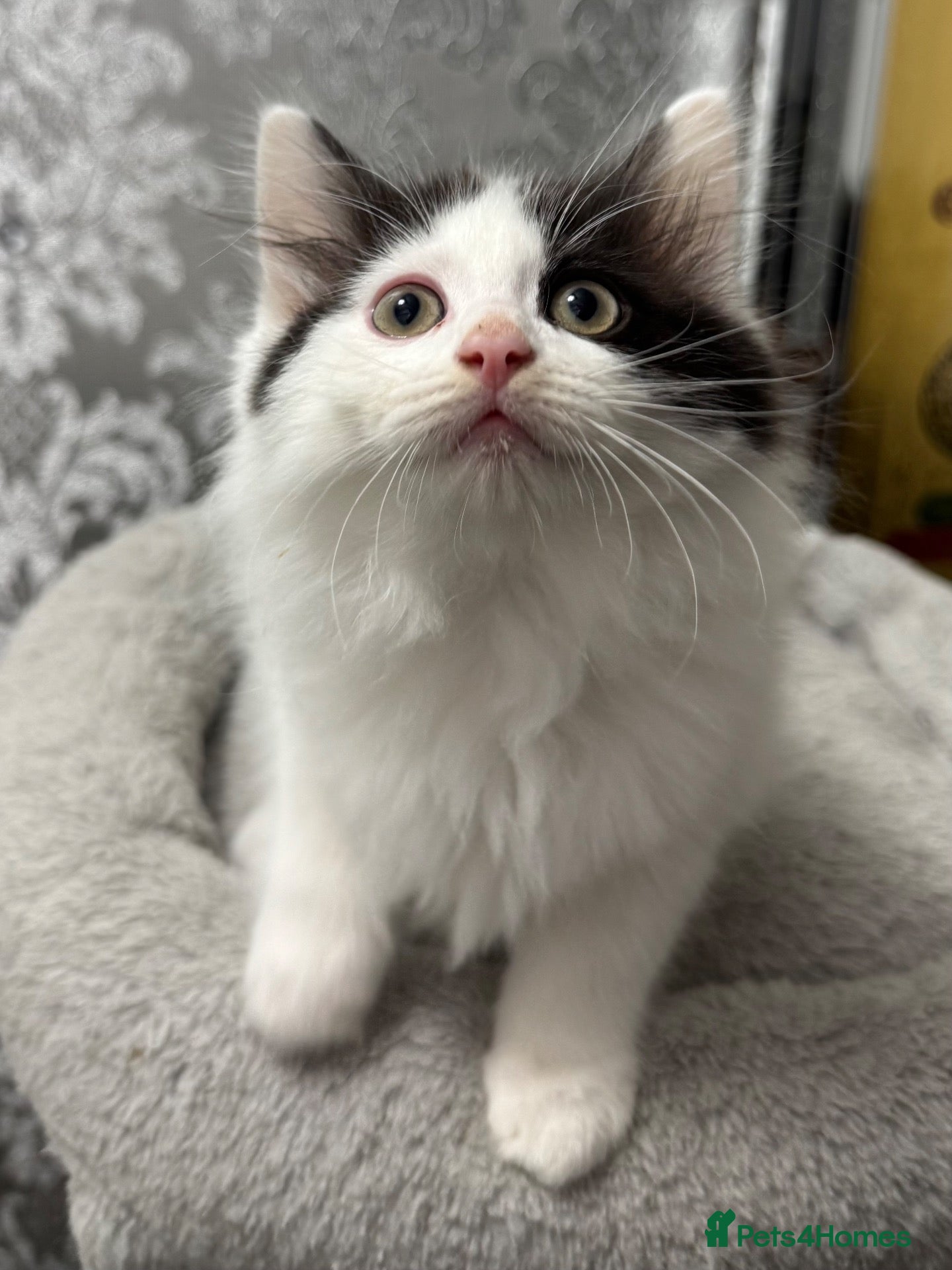 Mixed Breed cats for sale: Beautiful Ragdoll Kittens  - Advert 2