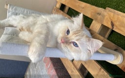 Ragdoll cats for sale: Lynx Seal Point and Seal Ragdoll Kittens - Image 12