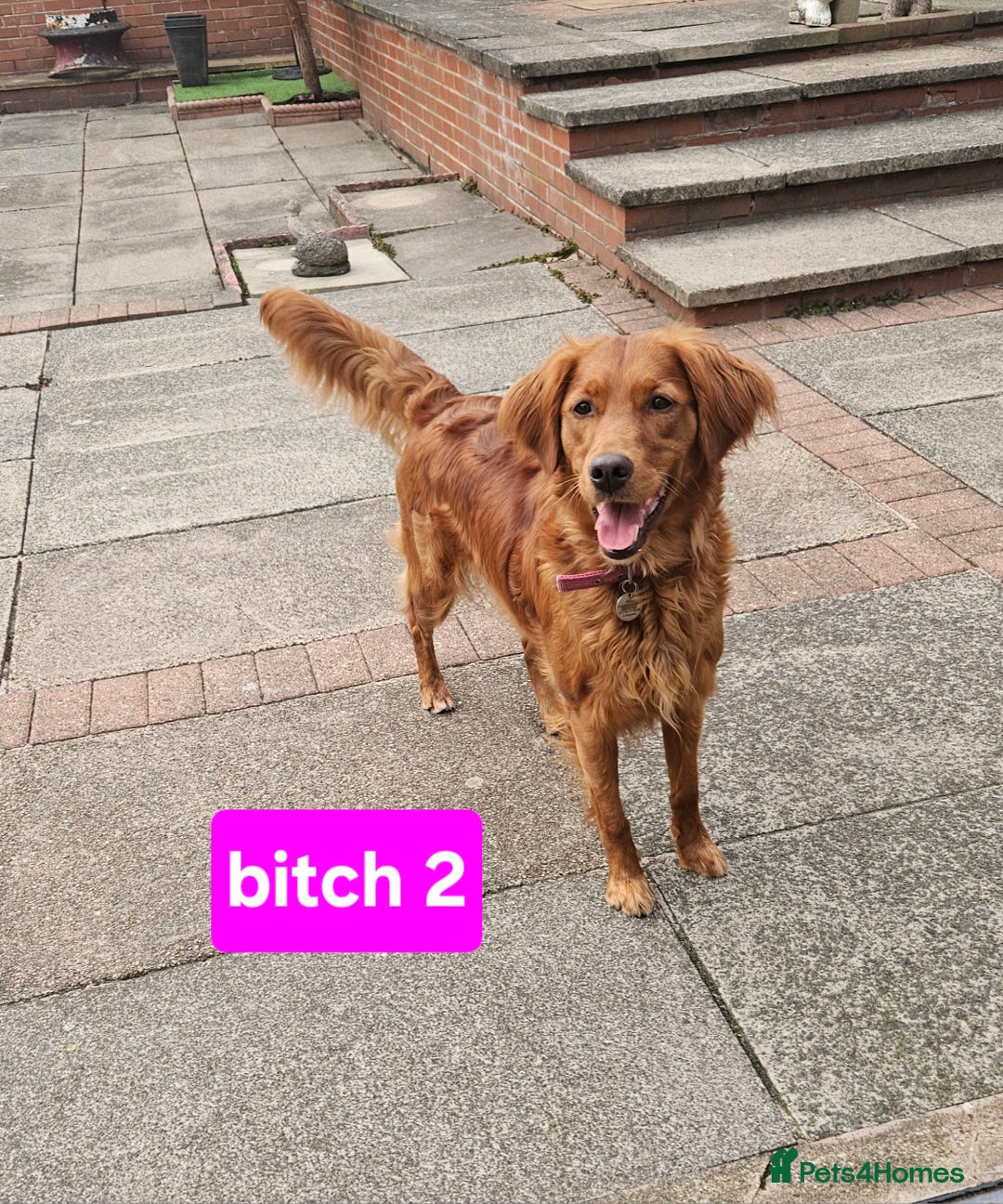 Golden Retriever dogs for sale: Beautiful dogs  - Image 7
