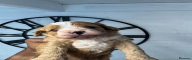 Cavapoo 1