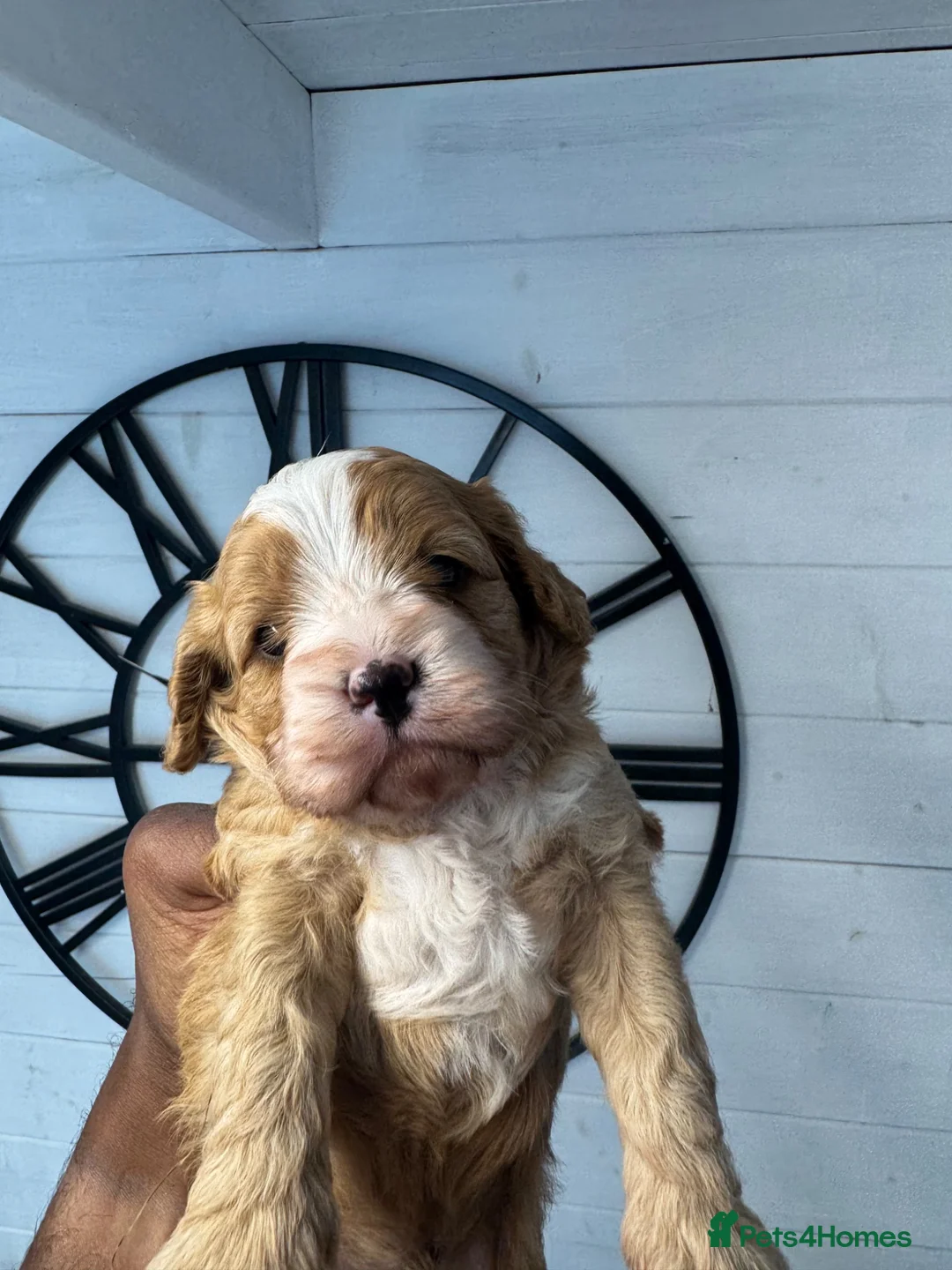 Cavapoo dogs for sale: Beautiful Red Cavapoo Puppies Available in Luton - Advert 7