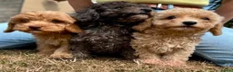 Cavapoo dogs for sale: 3 stunning F1b cavapoos  - Advert 11