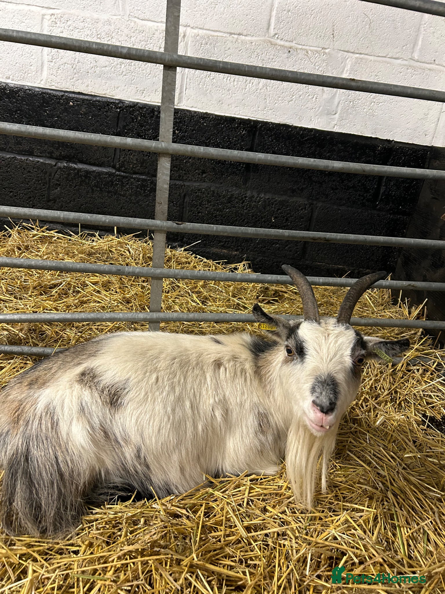 Goats livestock Lovely Pygmy goat nanny for sale  - Advert 1