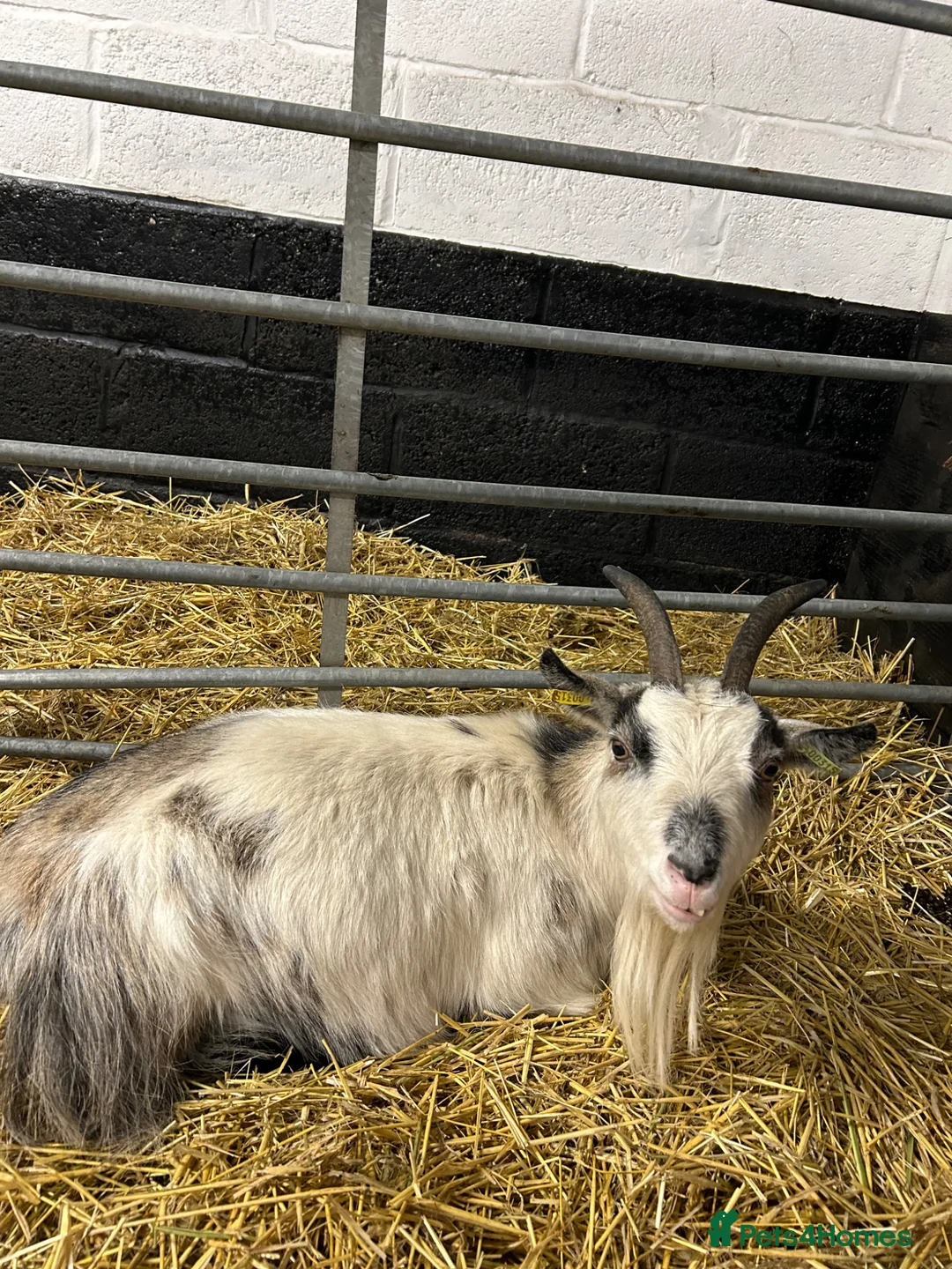 Goats livestock for sale: Lovely Pygmy goat nanny for sale  - Advert 1