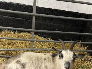 Goats livestock Lovely Pygmy goat nanny for sale - Advert 12