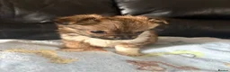 Chihuahua dogs for sale: Long haired chihuahua puppies  - Advert 10