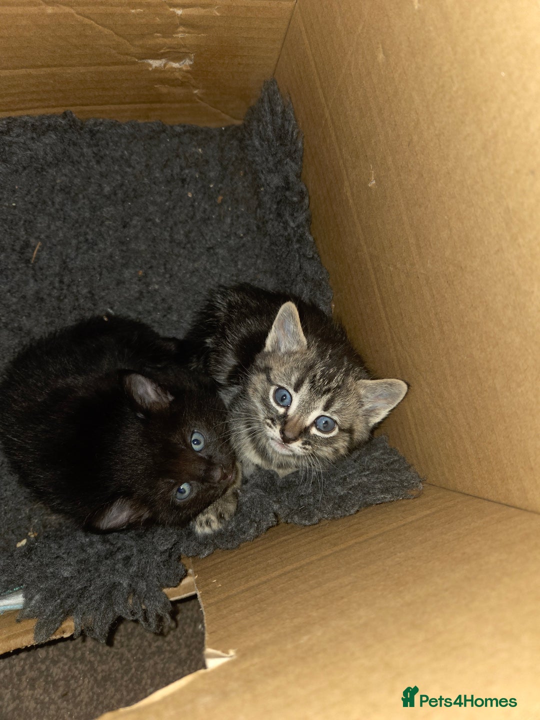 Mixed Breed cats for sale: 5 beautiful kittens - Advert 2