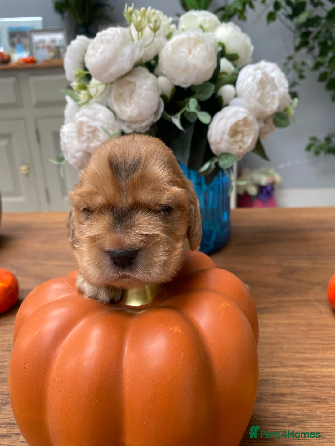 Cocker Spaniel dogs for sale: KC SHOW TYPE COCKER REGISTERED - Advert 19