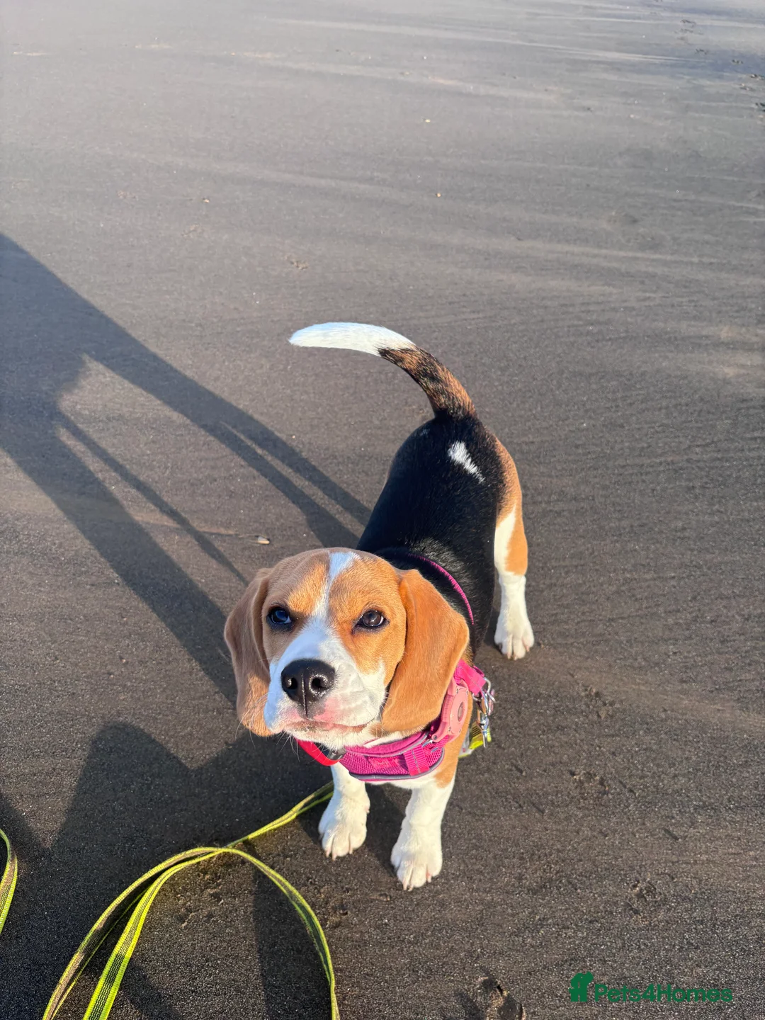Beagle dogs for sale: Lexi  - Advert 7