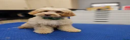 Cockapoo dogs for sale: Teddy bear cockapoos  - Advert 6
