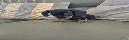 Miniature Dachshund dogs for sale: Dachshund pups - ready next week - Advert 13