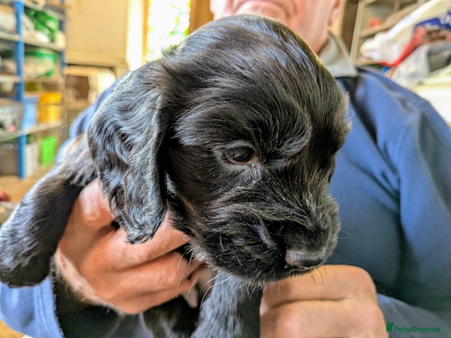 Cocker Spaniel dogs Beautiful working cocker girls ready soon - Advert 2