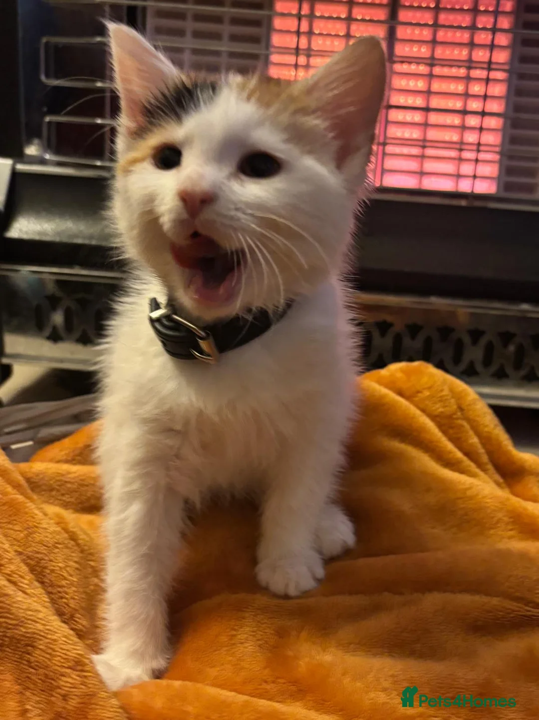 Mixed Breed cats for sale: Beautiful super fluffy mixed breed kittens - Advert 18