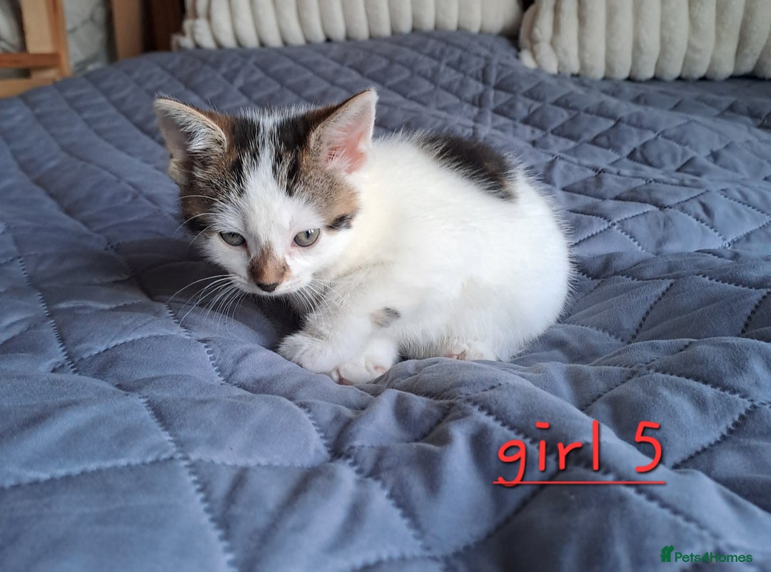 Domestic Shorthair cats for sale: 3 gorgeous kittens for sale - Advert 32