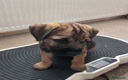 Border Terrier dogs for sale: KC Reg baby border 12 weeks FULLY Vaccinated - Image 5