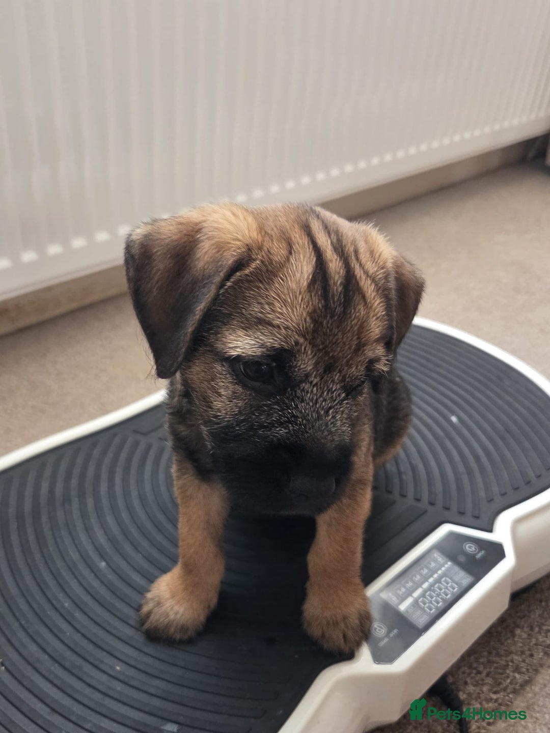 Border Terrier dogs for sale: KC Reg baby border 12 weeks FULLY Vaccinated - Image 5