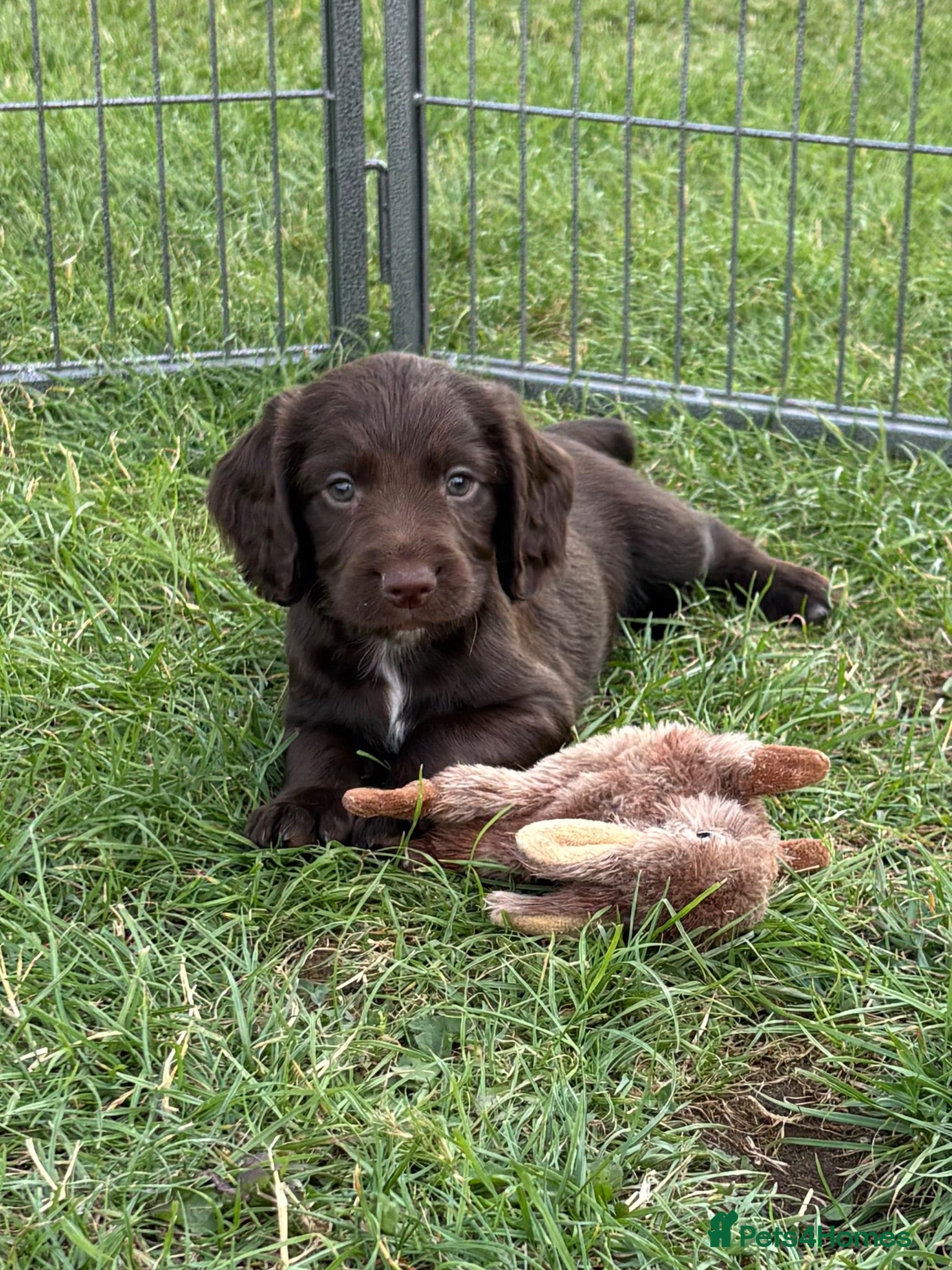 Sprocker dogs Fully DNA Health Tested F1 Sprocker Puppies - Advert 2