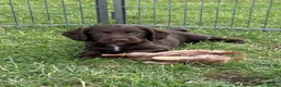 Sprocker dogs for sale: Fully DNA Health Tested F1 Sprocker Puppies - Advert 4