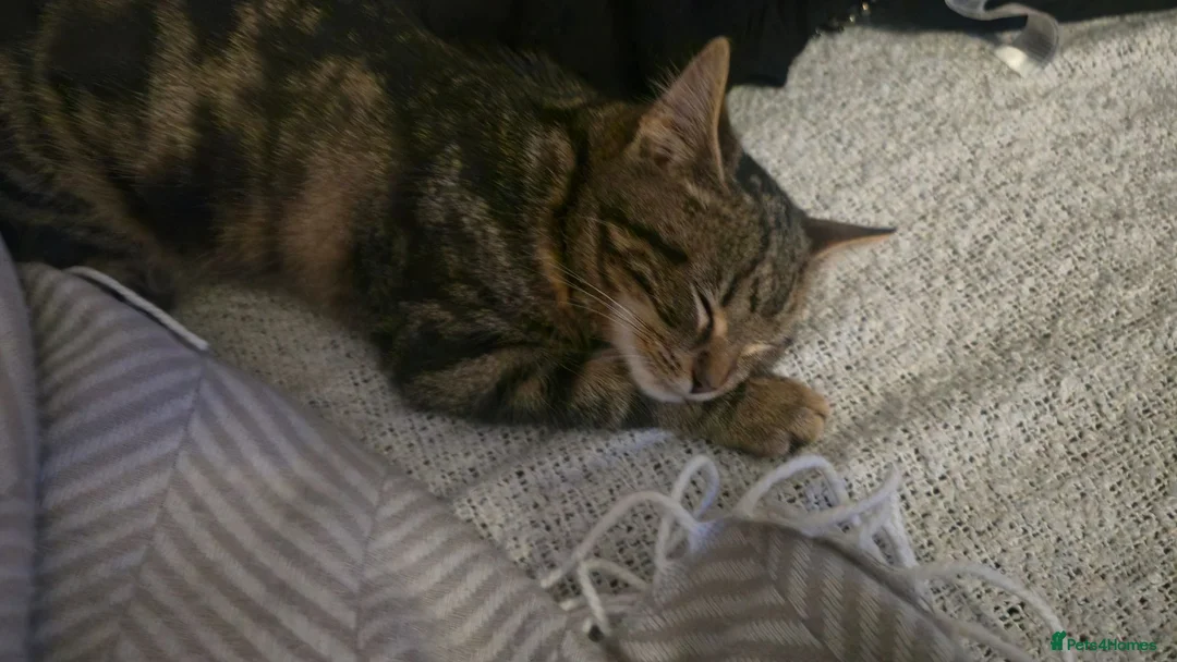 British Shorthair cats for sale: Lovely home cat in Rochdale - Advert 2