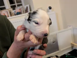 Border Collie dogs Pedigree Border Collie Puppies – ISDS Registered in Abergavenny - Advert 1
