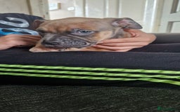 American Bully dogs for sale: Pocket bully pups - Image 5