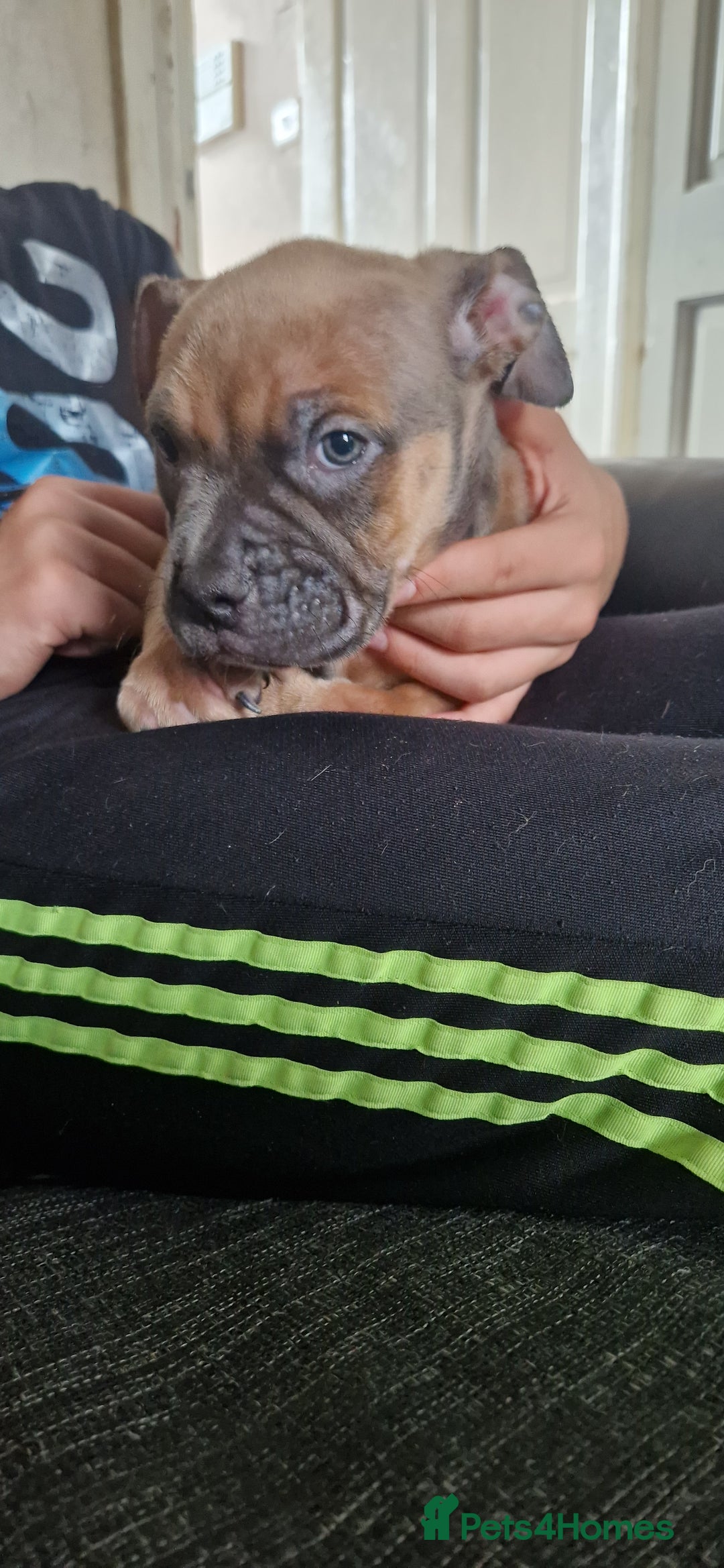 American Bully dogs for sale: Pocket bully pups - Image 5