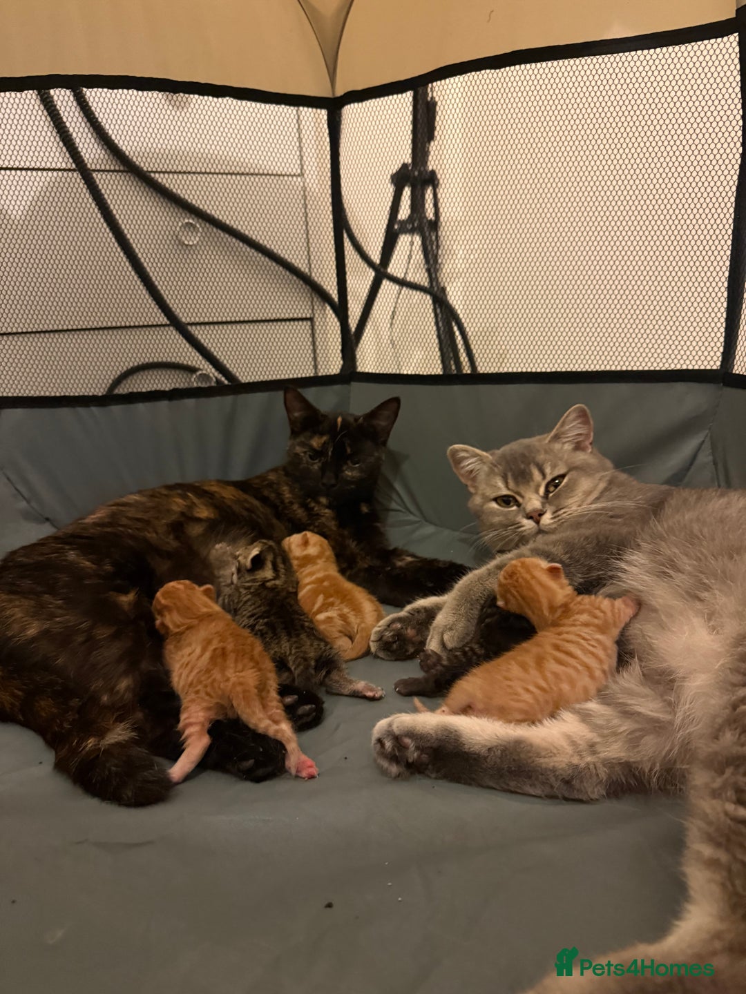 British Shorthair cats for sale: Gorgeous Ginger Tabby Mixed BSH Kittens  - Advert 4