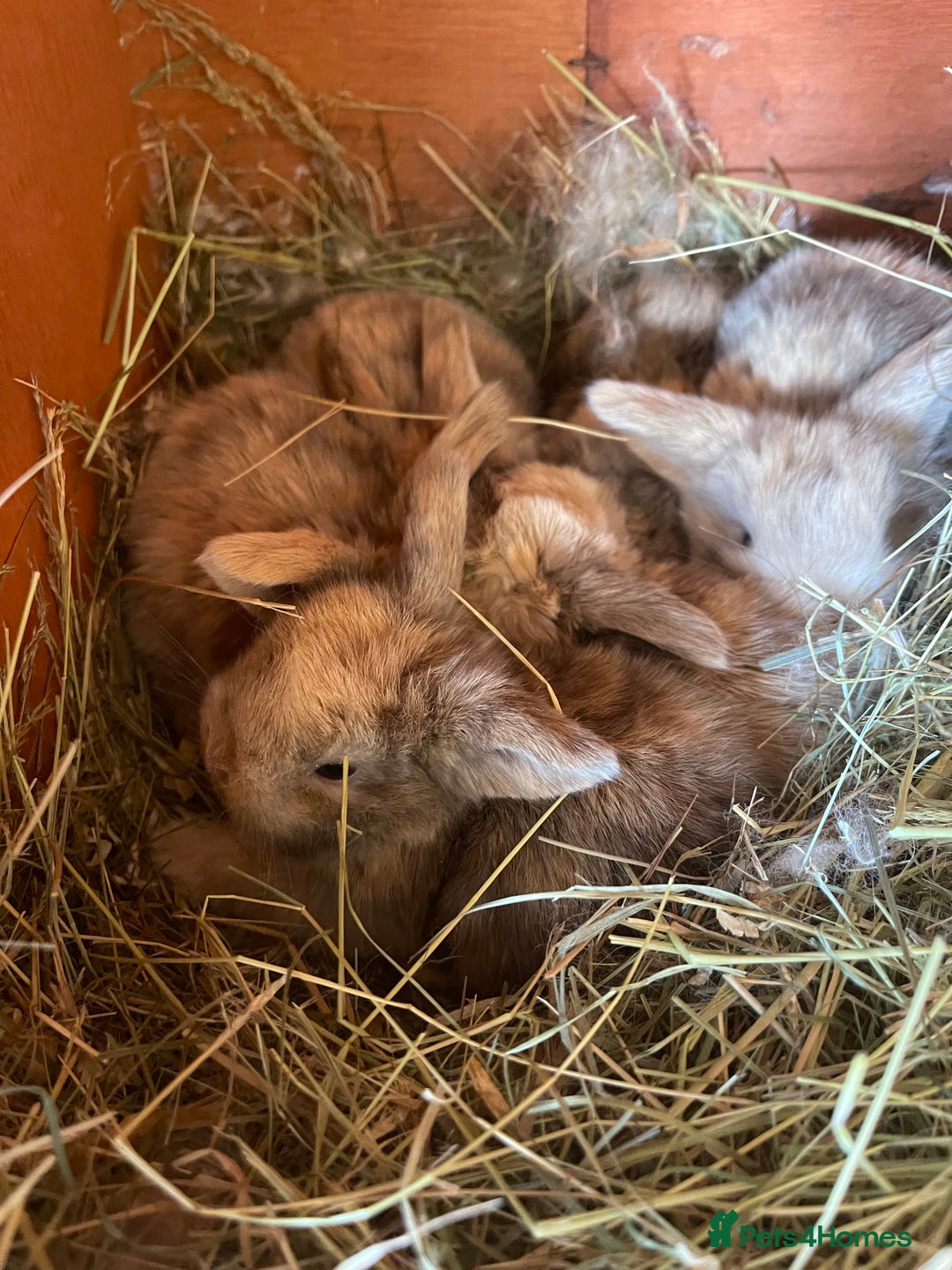 Mini Lop rabbits for sale: Gorgeous mini lop bunnies - Image 8