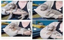 Miniature Dachshund dogs for sale: Last Girl left Stunning Miniature Dachshund Puppy - Image 2