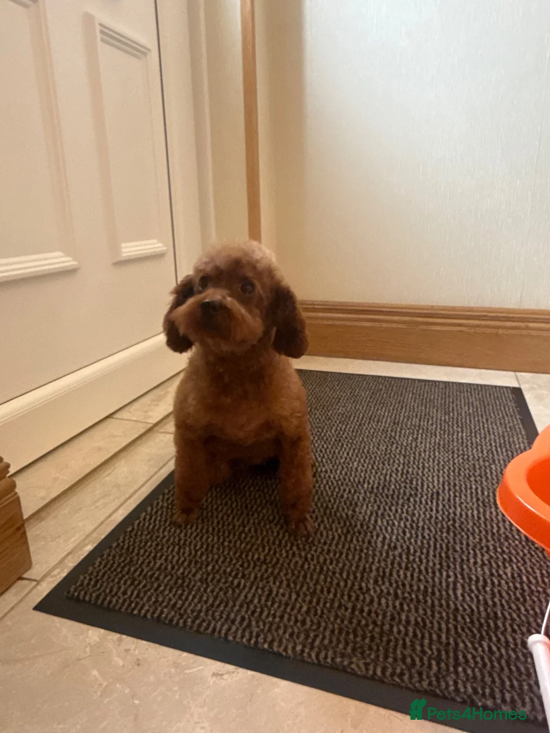 Toy Poodle dogs for sale: KC Korean girl toy poodle  - Advert 5