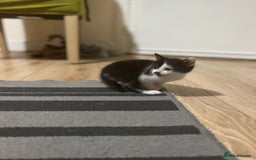 Mixed Breed cats for sale: 2 female + 2 male kittens  - Image 8