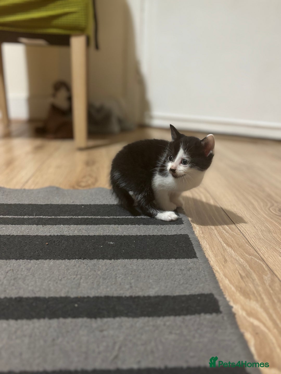 Mixed Breed cats for sale: 2 female + 2 male kittens  - Image 8