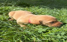 Labrador Retriever dogs for sale: Fox Red Puppies for Sale - Image 9