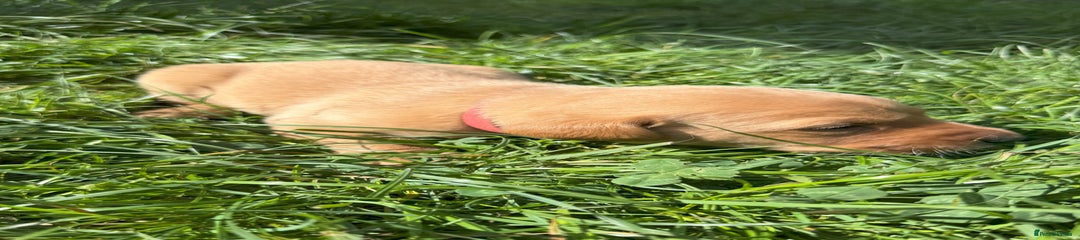 Labrador Retriever Puppy 4