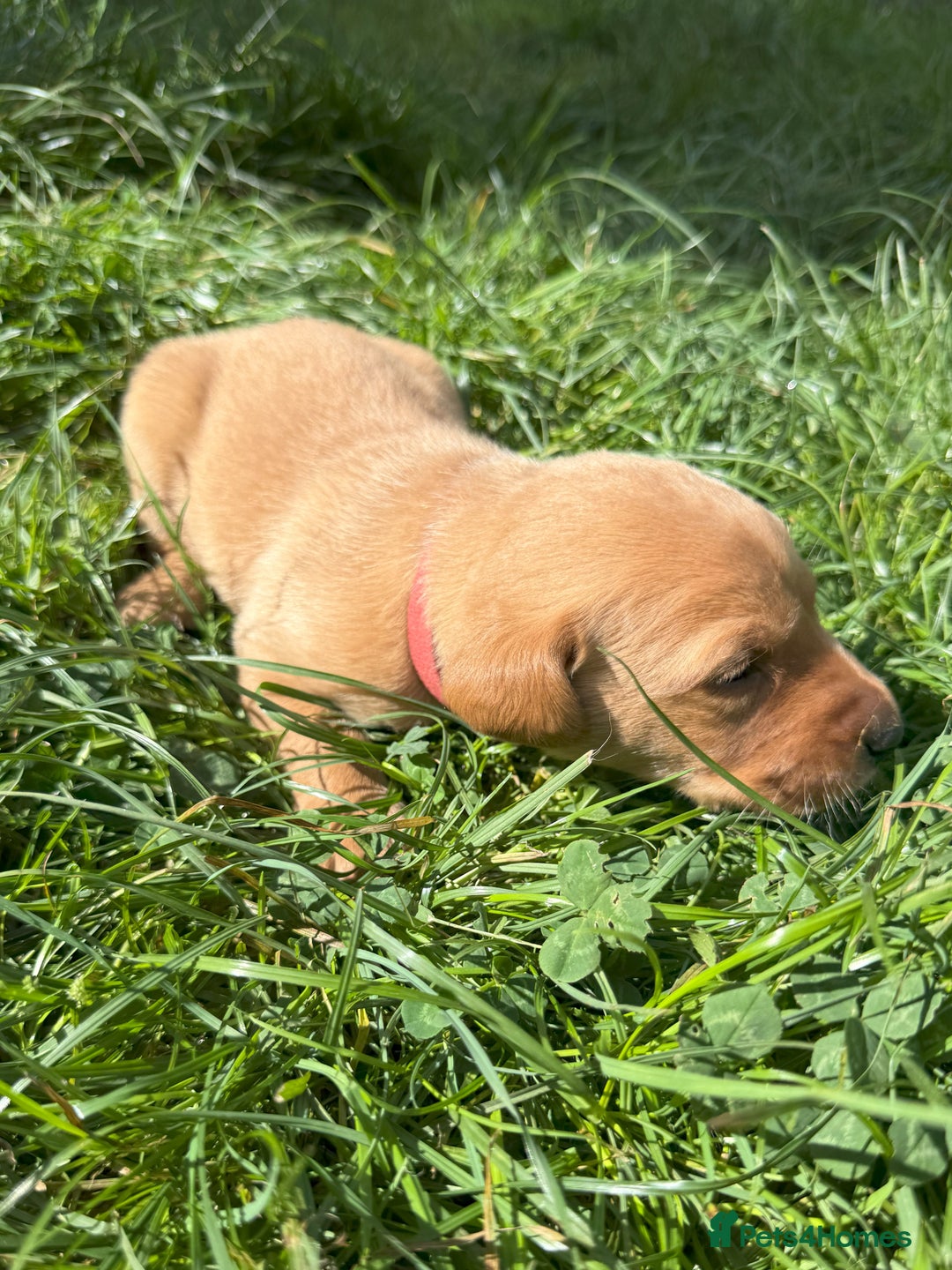 Labrador Retriever dogs for sale: Fox Red Puppies for Sale - Image 9