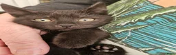 Mixed Breed cats for sale: KITTENS FOR SALE READY TO LEAVE NOW - Advert 19