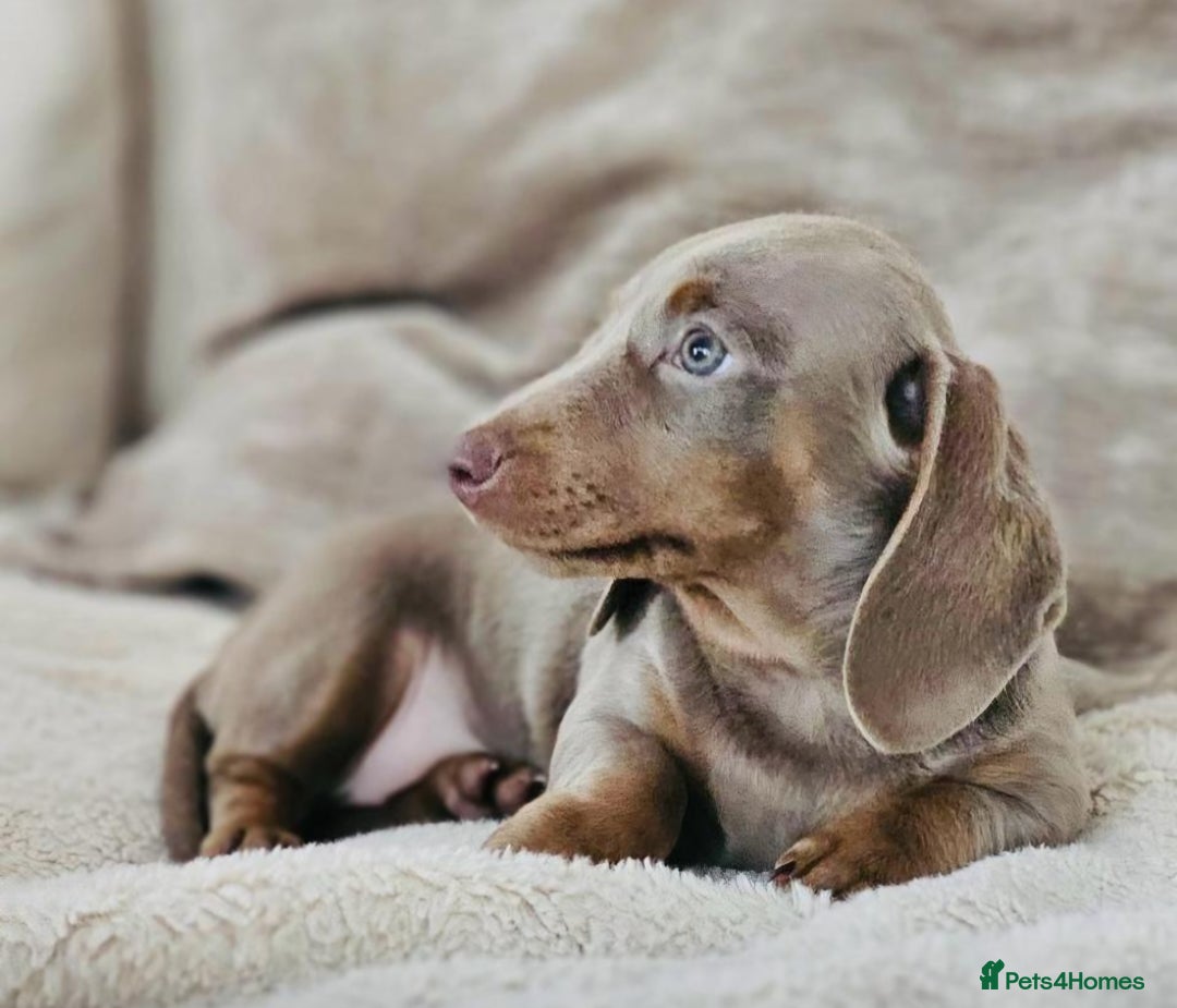 Miniature Dachshund dogs for sale: Miniature shorthaired Dachshund - Advert 4