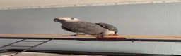 Parrots birds for sale: 6 month old African grey parrot  - Advert 4